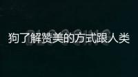 狗了解赞美的方式跟人类一样 来听听科学家怎么说！